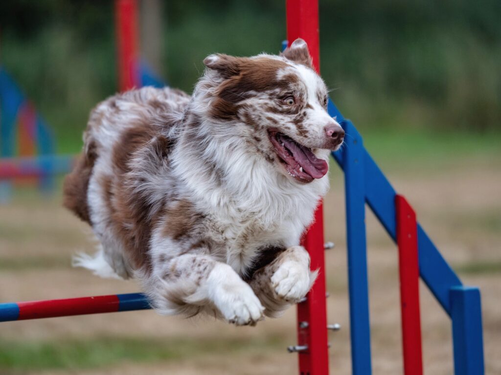 Looping notre berger australien en plein pratique de l'agility